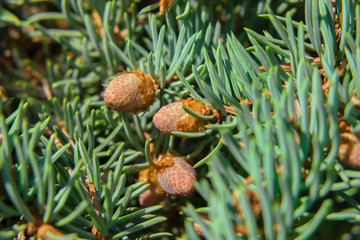 Fir with cones