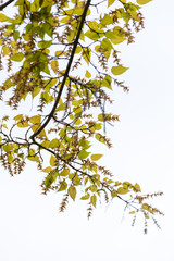 branch of tree with green leaves on white background
