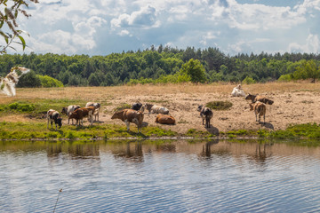 Fototapeta na wymiar A herd of cows at the watering quenches thirst with water and rests at noon