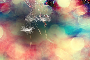 dandelion seeds / macro beautiful composition with dandelion seeds on a dark background