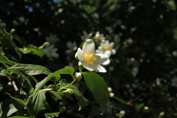 Jasmin