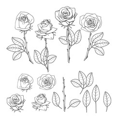 hand drawn rose flower. floral design element - obrazy, fototapety, plakaty