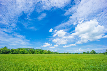 Fototapeta na wymiar Beauty sunny day on the rice field with white cloudy and blue sky,mountain in Thailand, coppy space and background.feeling fresh and relax.