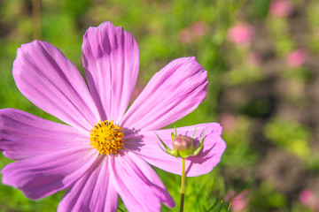 Fresh beautiful purple flower on a summer sunny day