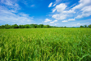 Fototapeta na wymiar Beauty sunny day on the rice field with white cloudy and blue sky,mountain in Thailand, coppy space and background.feeling fresh and relax.