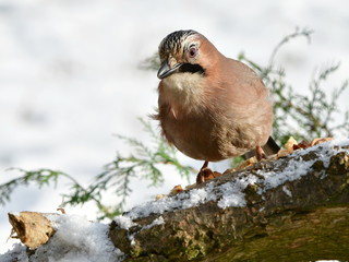 jay bird in winter looking for some nuts