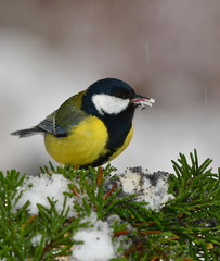 great tit during winter on feeder