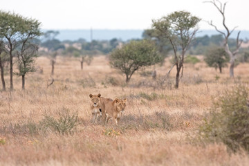 Fototapeta na wymiar lion, panthera leo, Kruger national park
