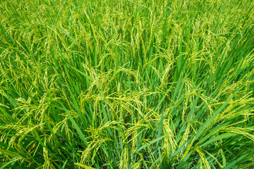 Green rice field waiting for harvest in Thailand.background and nature texture,feeling fresh and relax.