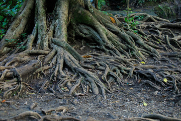 big tree root ,big root tree in forest,Roots covered with moss in the forest.