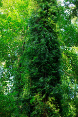 Obraz premium A tree with large vines, ferns and mosses with large trees