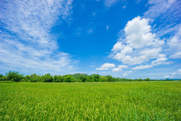 Beauty sunny day on the rice field with white cloudy and blue sky,mountain in Thailand, coppy space and background.feeling fresh and relax.