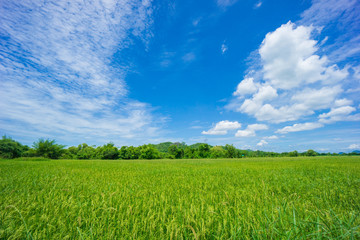 Fototapeta premium Beauty sunny day on the rice field with white cloudy and blue sky,mountain in Thailand, coppy space and background.feeling fresh and relax.
