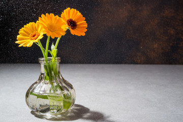 Beautiful flowers bouquet in vase with water drops. Summer bloom of calendula. Floral composition. Copy space