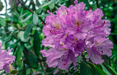 Pacific rhododendron (Rhododendron macrophyllum) is a large-leaved species of Rhododendron native to the Pacific Coast of North America.