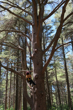Femme grimper arbre