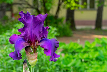 Iris flower. Blooming violet iris, perennial plant of the family Iridaceae.