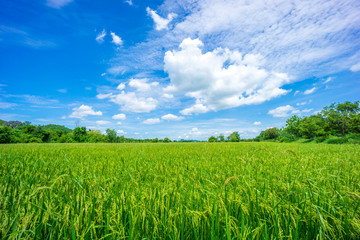 Beauty sunny day on the rice field with white cloudy and blue sky,mountain in Thailand, coppy space and background.feeling fresh and relax.