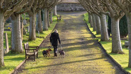 Walking the dogs