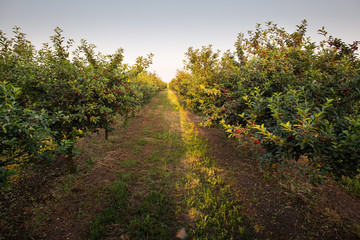 Fototapeta na wymiar Sour cherries on orchard