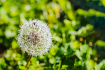 A little brown fly on a white fluffy dandelion flower with water drops after rain in the garden in summer on a blurred green background