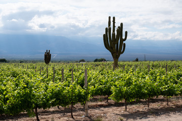Vineyard with giant cactus, Cafayate, Argentina