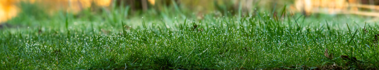 Ein Streifen mit Grashalmen an denen Wassertropfen perlen