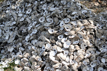 oysters