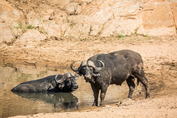 African buffalo in Kruger National park, South Africa