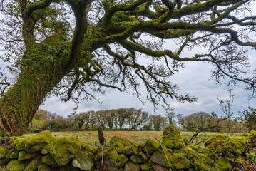 Dry stone wall and tree