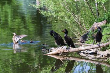 Wildlife of Colorado - Wood Duck With Chicks and Cormorants Gathered on the Shore of a Lake.