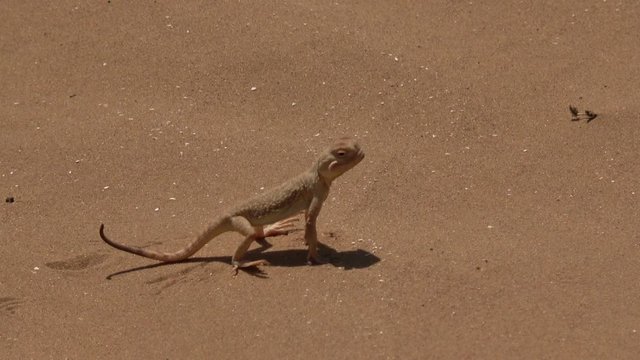 Kalmykia. Steppe. Reserve "Black Earth". Desert. Bighead Lizard.