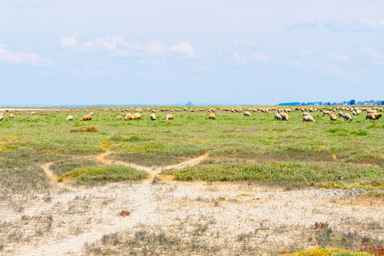 Sheep grazing on the marshes near Cherrueix, France