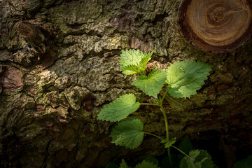 Nettle against a log