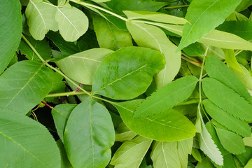bunch of green leaves background texture