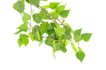 Green birch leaves isolated on white background