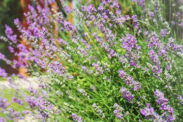 Lavender growing on villa house yard, violet flower buds on a blurred background. Springtime, summer relax wallpaper. Selective focus.