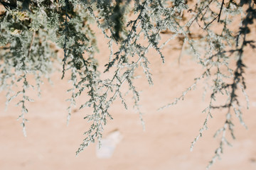 Desert landscape and vegetation in the desert.