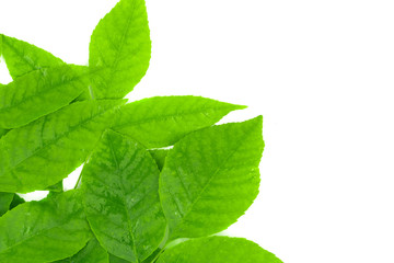 Green leaves isolated on white background