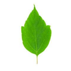 Green leaves isolated on white background