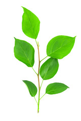 Naklejka na ściany i meble Green leaves isolated on white background