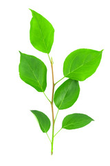 Naklejka premium Green leaves isolated on white background