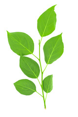 Green leaves isolated on white background