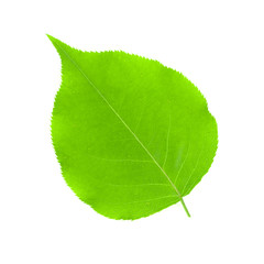 Fototapeta na wymiar Green leaves isolated on white background