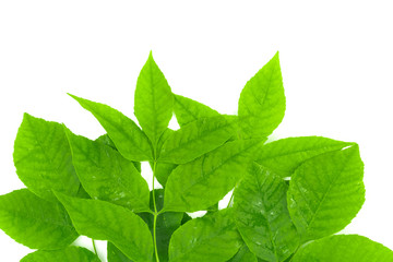 Green leaves isolated on white background