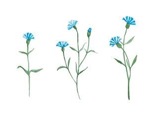 Fototapeta na wymiar Cornflower plant with blue flowers, watercolor painting set isolated on white background