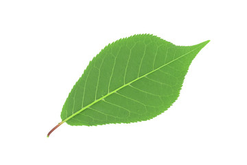 Obraz premium Green leaves isolated on white background