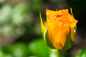 Fototapeta na wymiar Yellow rose bud. Unopened rose bud in the garden