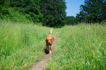Labrador Retriever beim Apportieren im Grünen