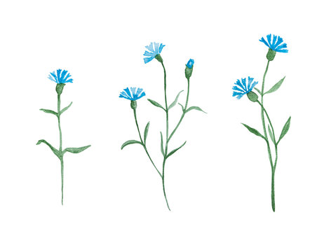 Cornflower plant with blue flowers, watercolor painting set isolated on white background